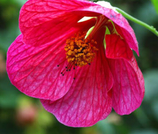 ชบาโคม (Flowering Maple / Abutilon Hybridum) คละ / 60 เม็ด (UK)*