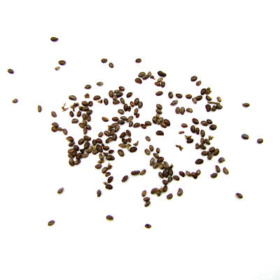 โรส ออฟ ชารอน (Rose of Sharon) เหลือง / 50 เม็ด