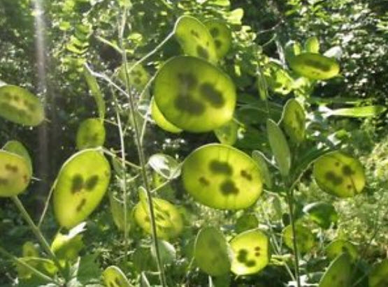 ซิลเวอร์ ดอลล่าร์ หรือลูนาเรีย (Silver Dollar plant / Lunaria) / 50 เม็ด (UK)