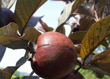 ต้นฝรั่งแดงทับทิมสยาม สูง 40-50 ซ.ม. / ต้น