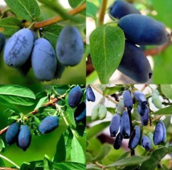 บลูเบอรี่สายน้ำผึ้ง (Honey Blueberry) / 200 เม็ด (นอก)