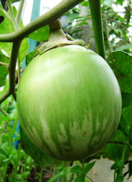 มะเขือยักษ์หยกภูพาน / 20 เม็ด