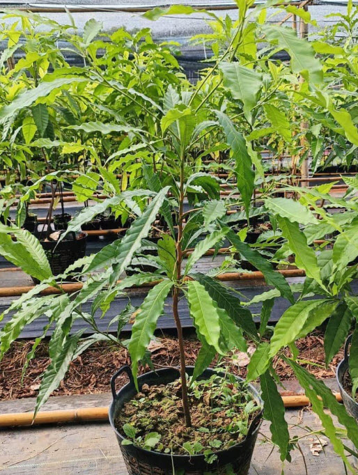 ต้นเอบิวไต้หวัน เพาะเมล็ด สูง 1.0~1.4m. ปลูกเลี้ยงในเข่ง