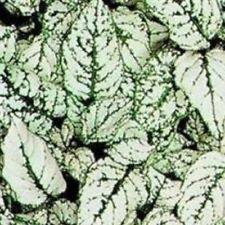ละอองดาว หรือไฮโพเอสเตท - สแปลช ซีเล็ค (Hypoestes - Splash Select) สีขาว / 10 เม็ด (UK)