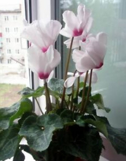 ไซคลาเมน (Cyclamen persicum grandiflora - Anneli F1) สีขาว-ชมพู / 5 เม็ด (Ukraine)