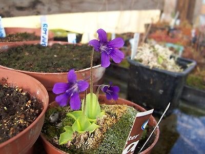 พิงกุย (Pinguicula) สีม่วง / 5 เม็ด (Hungary)