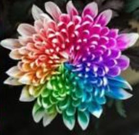 เบญจมาศสีน้ำ (Watercolor Chrysanthemum) / 100 เม็ด