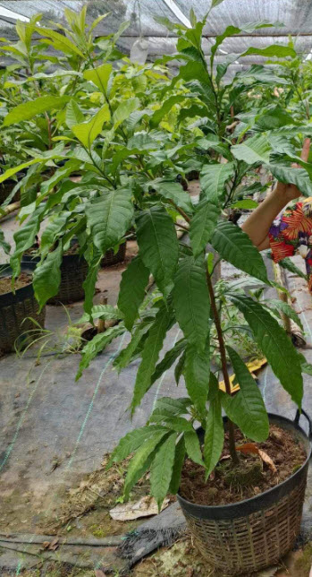 ต้นเอบิวไต้หวัน เพาะเมล็ด สูง 1.0~1.4m. ปลูกเลี้ยงในเข่ง