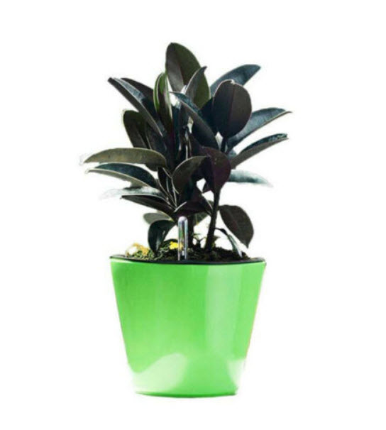 ต้นยางอินเดีย ใบดำ สูง 30-50 ซ.ม. / ต้น