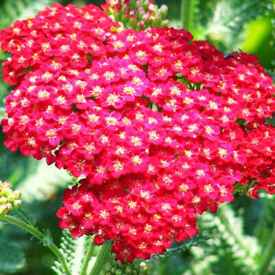 อชิเลีย (Achillea) สีชมพู / ซอง 50 เม็ด (A192)