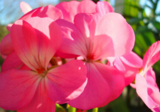 เจอราเนียม (F2 Geranium) สีชมพู / 10 เม็ด (UK)