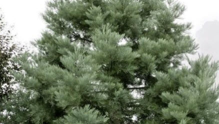 สนยักษ์ซีคัวญ่า (Sequoiadendron Giganteum) / 10 เม็ด (USA)