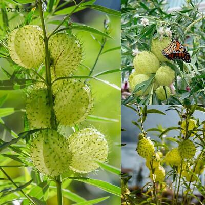 หงส์เหิร หรือบอลลูน ฟรุต (Balloon fruit) / 50 เม็ด
