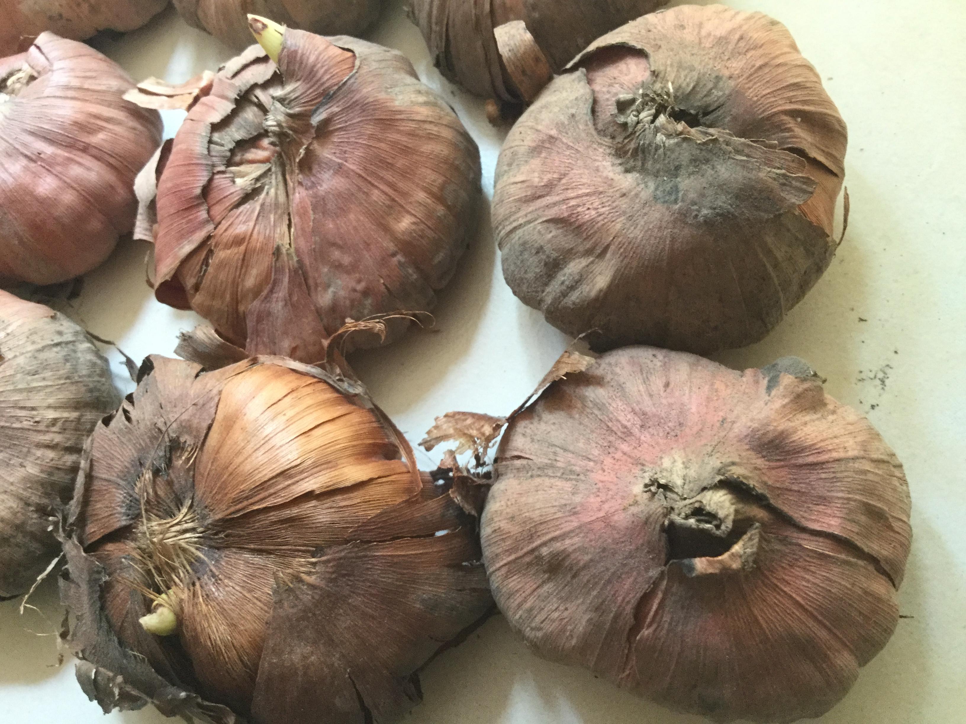 หัวแกลดิโอลัส (Gladiolus) คละ ขนาดจัมโบ้ /ชุด 5 หัว