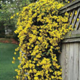 มะลิเลื้อย (Climbing Jasmine) คละสี / 25 เม็ด (China)