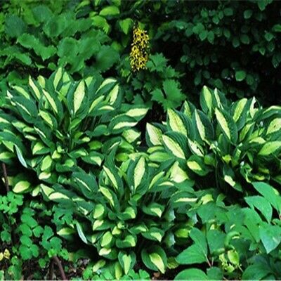 ฮอสต้า (hosta plantaginea) คละ / 100 เม็ด (China)