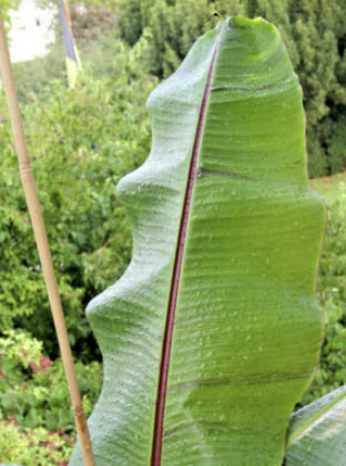กล้วยรัตกัทลี หรือกล้วยกัทลี (Red Dwarf Banana / Musa Coccinea) / 4 เม็ด (Germany)