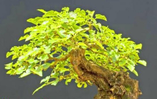 แบล๊ค มัลเบอรี่ (Black Mulberry / Morus nigra) บอนไซ / 65 เม็ด (UK)