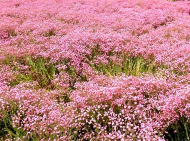 ยิปโซ (Gypsophila) คละ / 100 เม็ด (China)