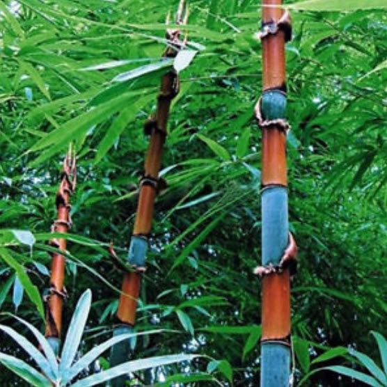 ไผ่ (bamboo) คละ / 30 เม็ด (China)