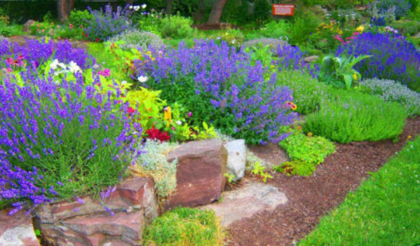 แค็ทนิพ (Catnip / Catmint) / 600 เม็ด (UK)