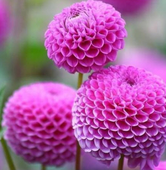 ดาห์เลียปิงปอง (Dahlia Pompons) ซ้อน คละสี / 30 เม็ด (Ukraine)