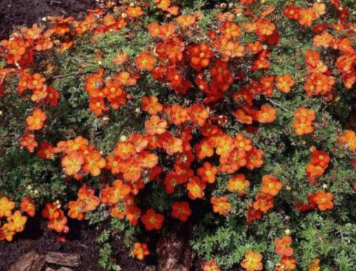 ซินคิวฟอยล์ (Cinquefoil) / 50 เม็ด (Lithuania)