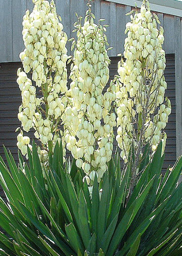 ยุคค่า หรือยัคคา (Yucca) สีขาว / 10 เม็ด+