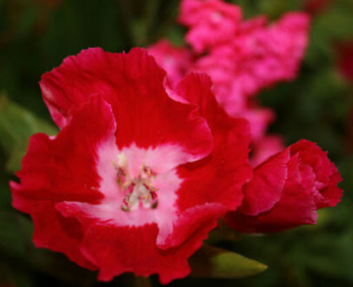 ก็อดดีเทีย (Godetia) สีแดง / 2,000 เม็ด (UK)