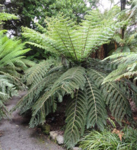 เฟิร์นใบเงิน (Cyathea dealbata) / 500 เม็ด (Germany)