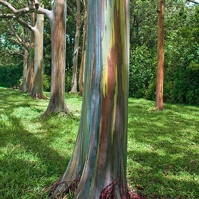 ยูคาลิปตัสแฟนซี (Rainbow Eucalyptus) / 50 เม็ด