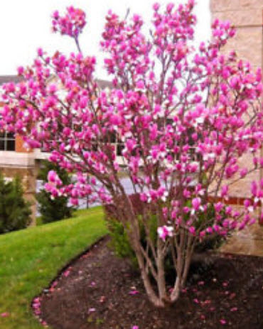 แม็กโนเลีย (Magnolia / Medinilla Magnifica) สีชมพู / 25 เม็ด