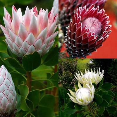 โพรเทีย (Protea) คละ / 10 เม็ด (นอก)
