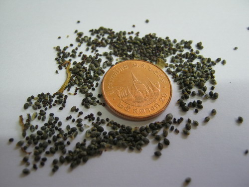 บัวจิ๋ว (Water lily) สีน้ำเงิน / 200 เม็ด