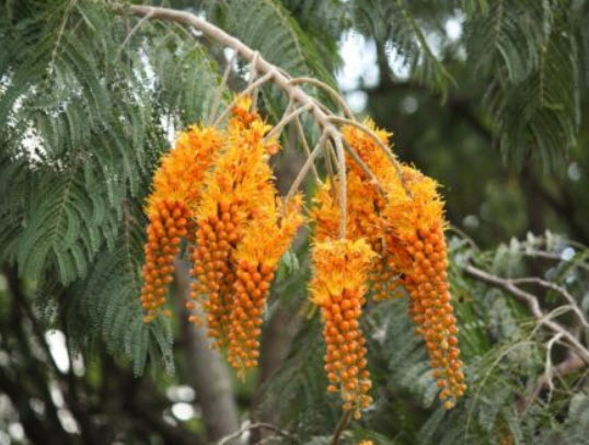 ทองพลุ (Colville's Glory) / 5 เม็ด (UK)