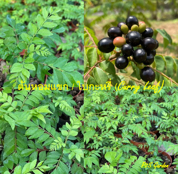 ต้น เคอรี่ลีฟ Indian curry leaves ใบกระหรี่ ใบหอมแขก ใบแกง ต้นเพาะเมล็ดในไทย