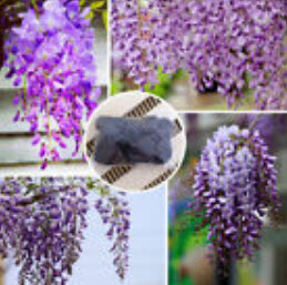 วิสทีเรีย (Wisteria) คละโทนสีม่วง / 10 เม็ด
