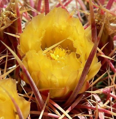 เฟอโรแคคตัส อีสต์วูด (Ferocactus Eastwoodiae) / 25 เม็ด (UK)
