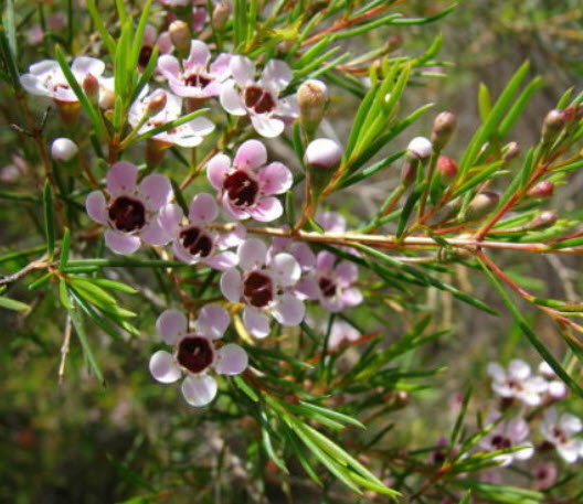 แวกซ์ฟลาวเวอร์ (Waxflower / Chamelaucium Uncinatum) สีขาว / 3 เม็ด (China)