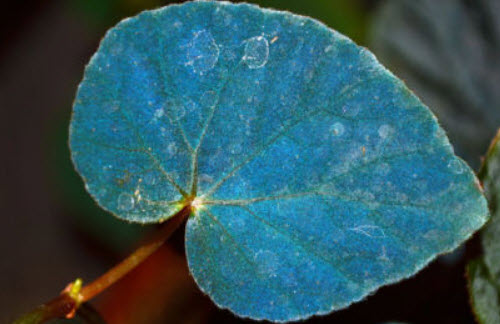 พาโวนีน่า (Begonia Pavonina) สีฟ้า / 25 เม็ด