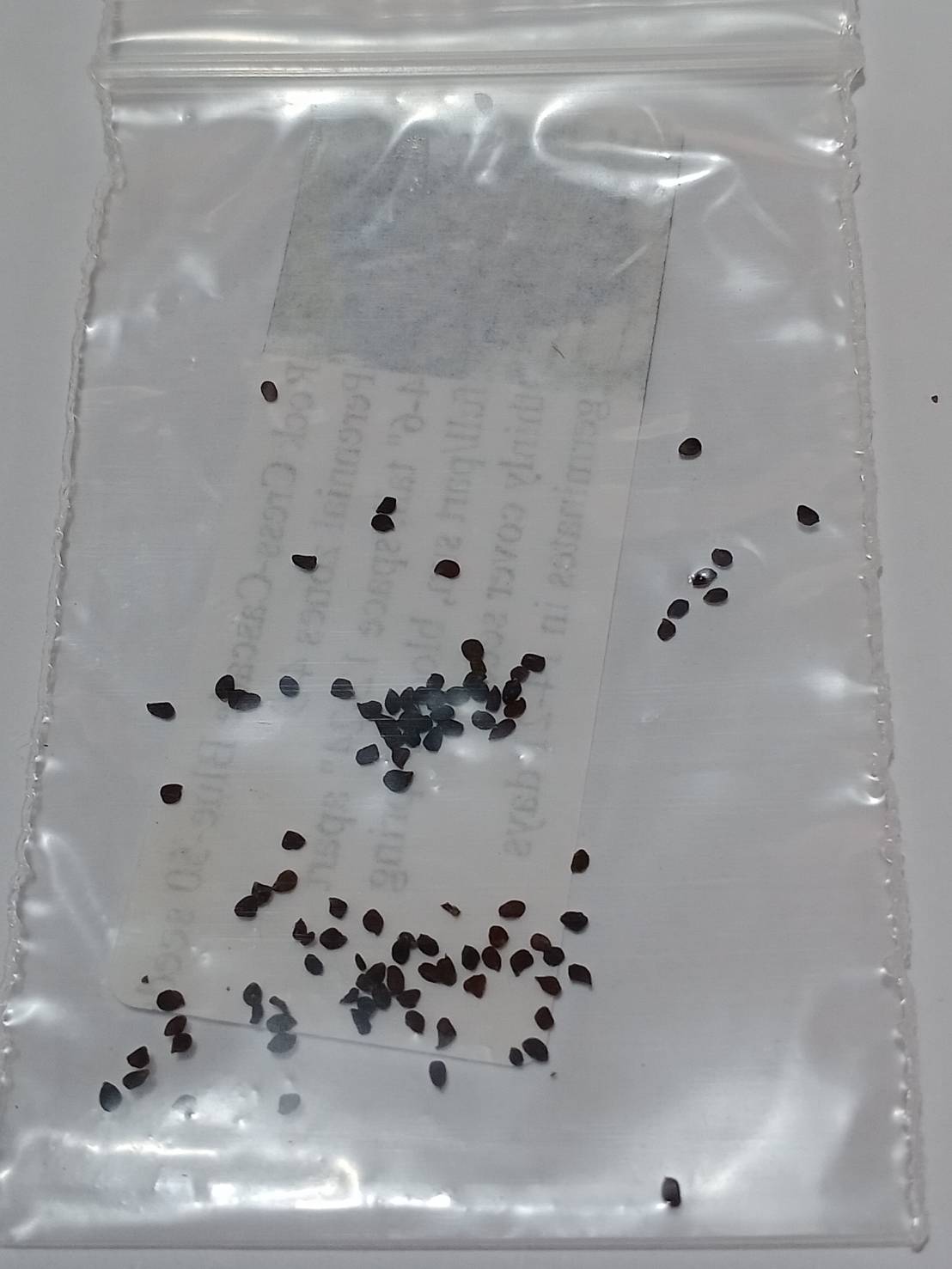 ร็อคคริส หรือ เออเบอเทีย (Rock Cress / Aubretia) สีน้ำเงิน หายาก / 50 เม็ด (USA)