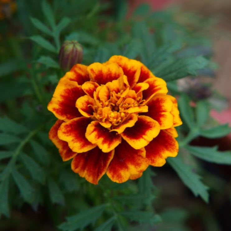 ดาวเรืองฝรั่งเศส (French marigold) / ซอง 50 เม็ด (A257)