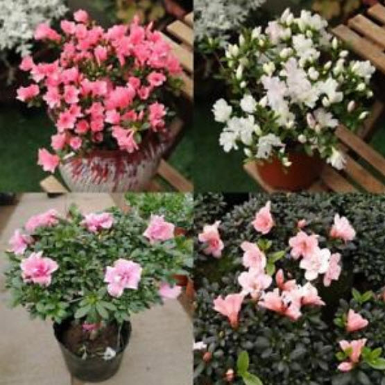 ซากูระบอนไซ (Cherry Blossom) ชมพู ดอกใหญ่ / 20 เม็ด