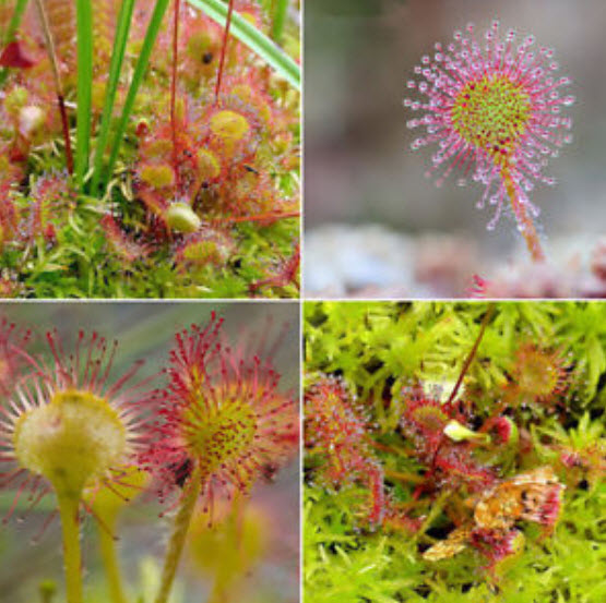 หญ้าไฟตะกาด (Shield Sundew / Drosera Peltata) / 100 เม็ด