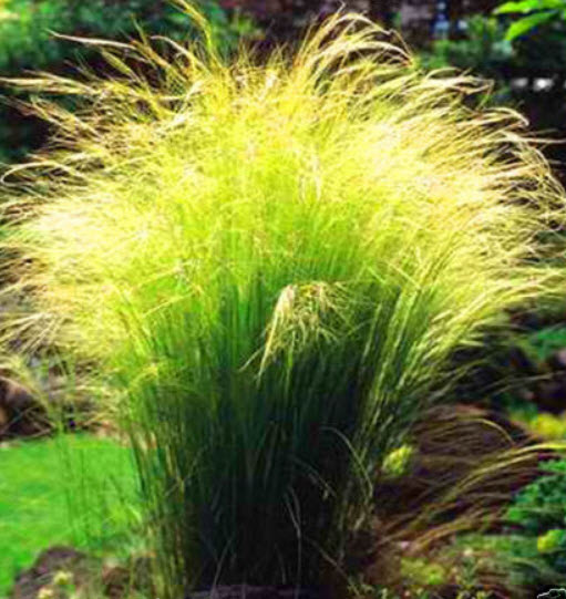 หญ้าขนนก หรือหญ้าขนยุโรป (Feather grass) / 10 เม็ด (UK)