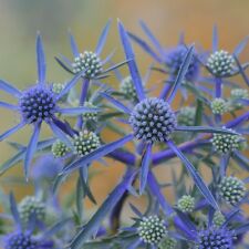 แฟลท ซี ฮอลลี่ (Flat Sea Holly) / 165 เม็ด (Poland)
