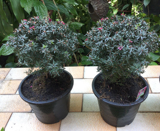 ต้นมานูก้า ดอกสีแดง (Manuka) สูง 30-40 ซ.ม / ต้น.