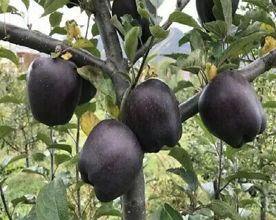 แอปเปิ้ลดำ (Black Apple) / 10 เม็ด
