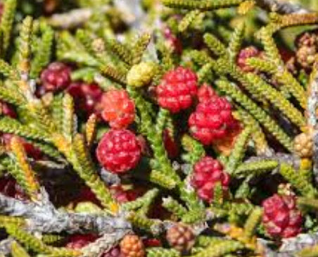 สนสตรอเบอรี่ (Strawberry pine) / 5 เม็ด (Australia)