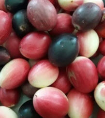 มะนาวโห่ / 25 เม็ด